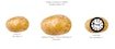 Potato Construct 2 Edition